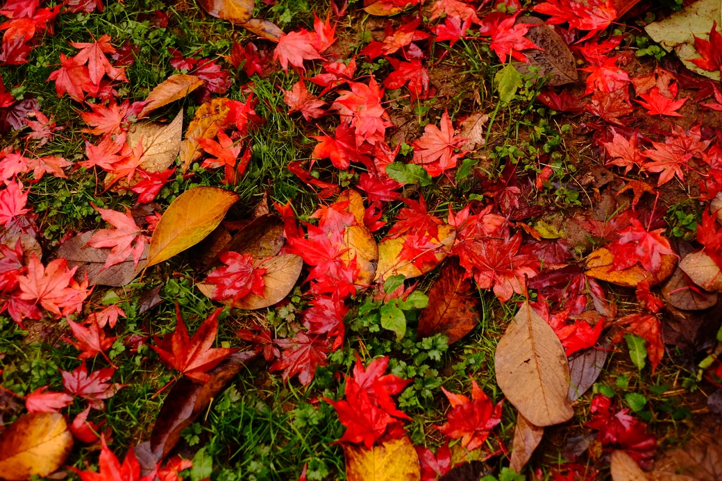 fallen red maple leaves on grass