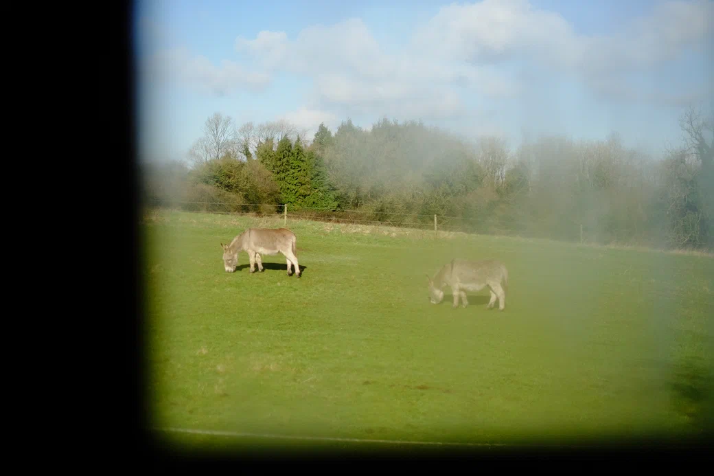 two donkeys grazing, through a misty window