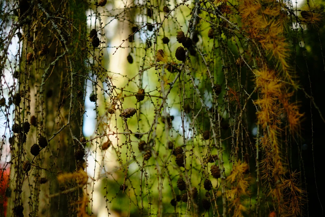 larch branches and cones