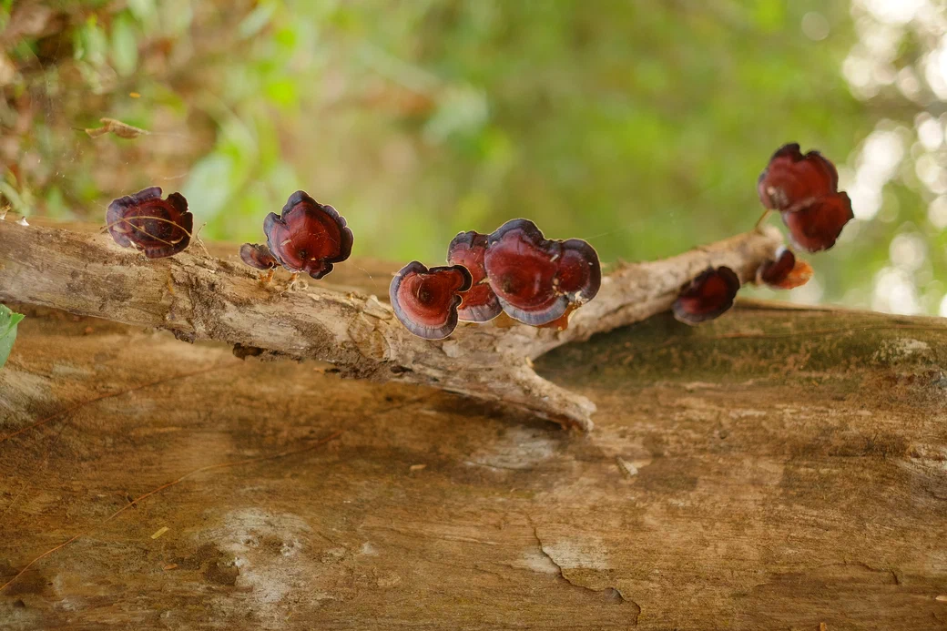 bracket fungi on a dead branch