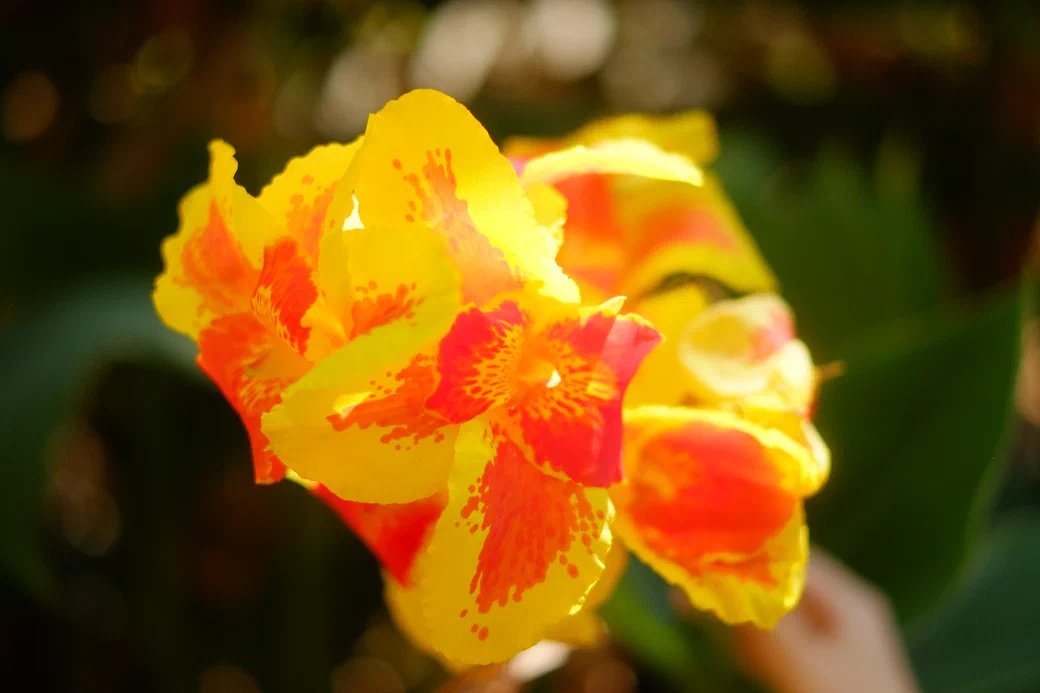 a yellow and red canna flower