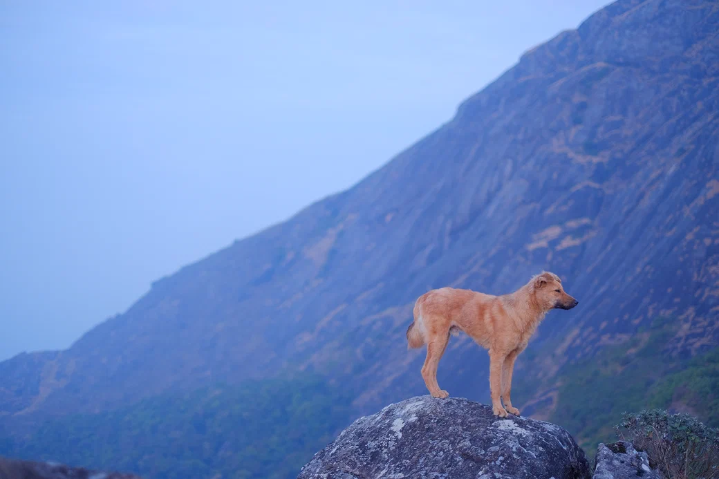 a dog on a rock, mountains behind